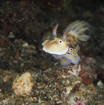 Nudibranch 2
