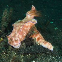 Nudibranch 4