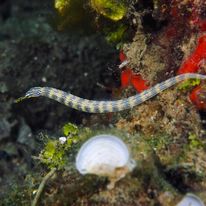 Pipefish