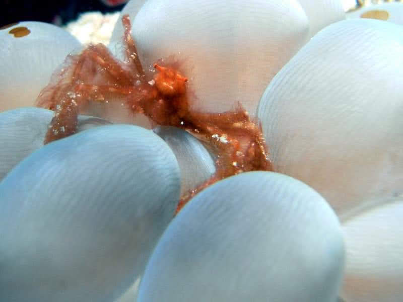 Tiny reef life