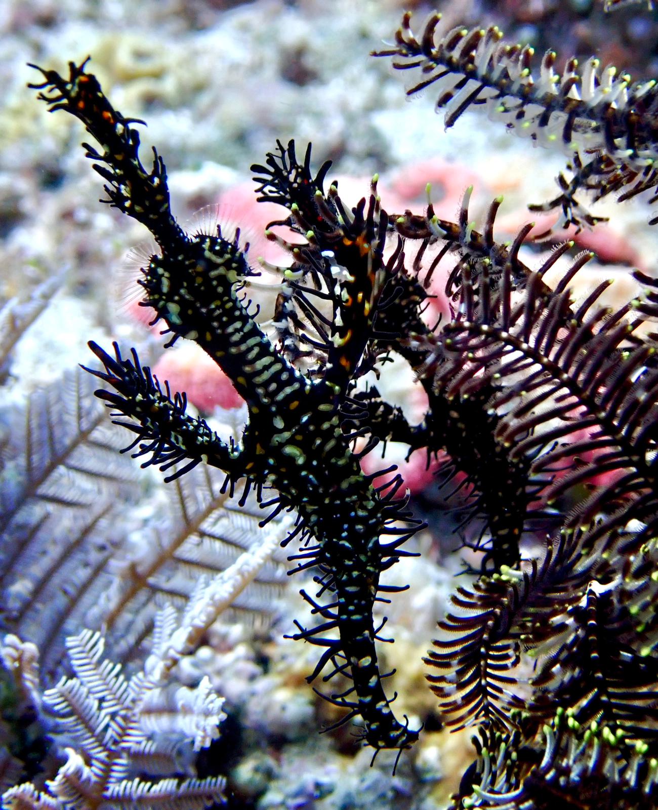 Shrimp and reef