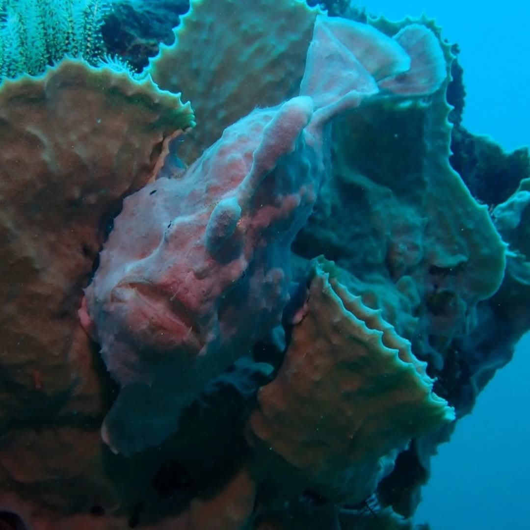 Frogfish
