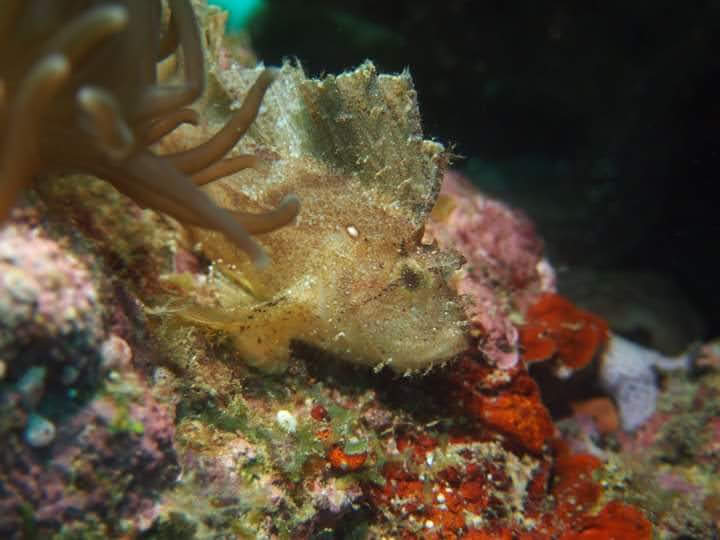 Frogfish