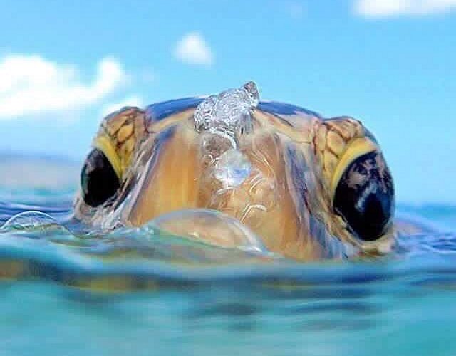 Turtle Surface