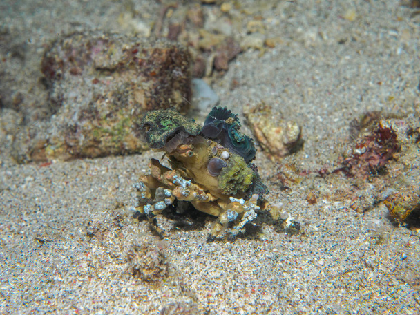 Underwater Crab