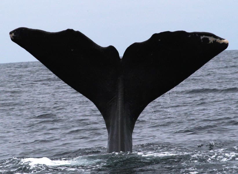 Whale Tail